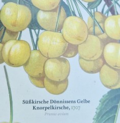 Cherry 'Donningtons Yellow' (Heritage Variety)